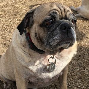 Meet your Posher, Chase